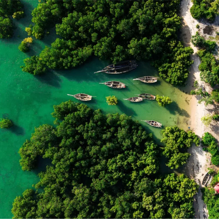 Dhows rest in a serene mangrove channel, showcasing the natural beauty of Fumba Town, Zanzibar.